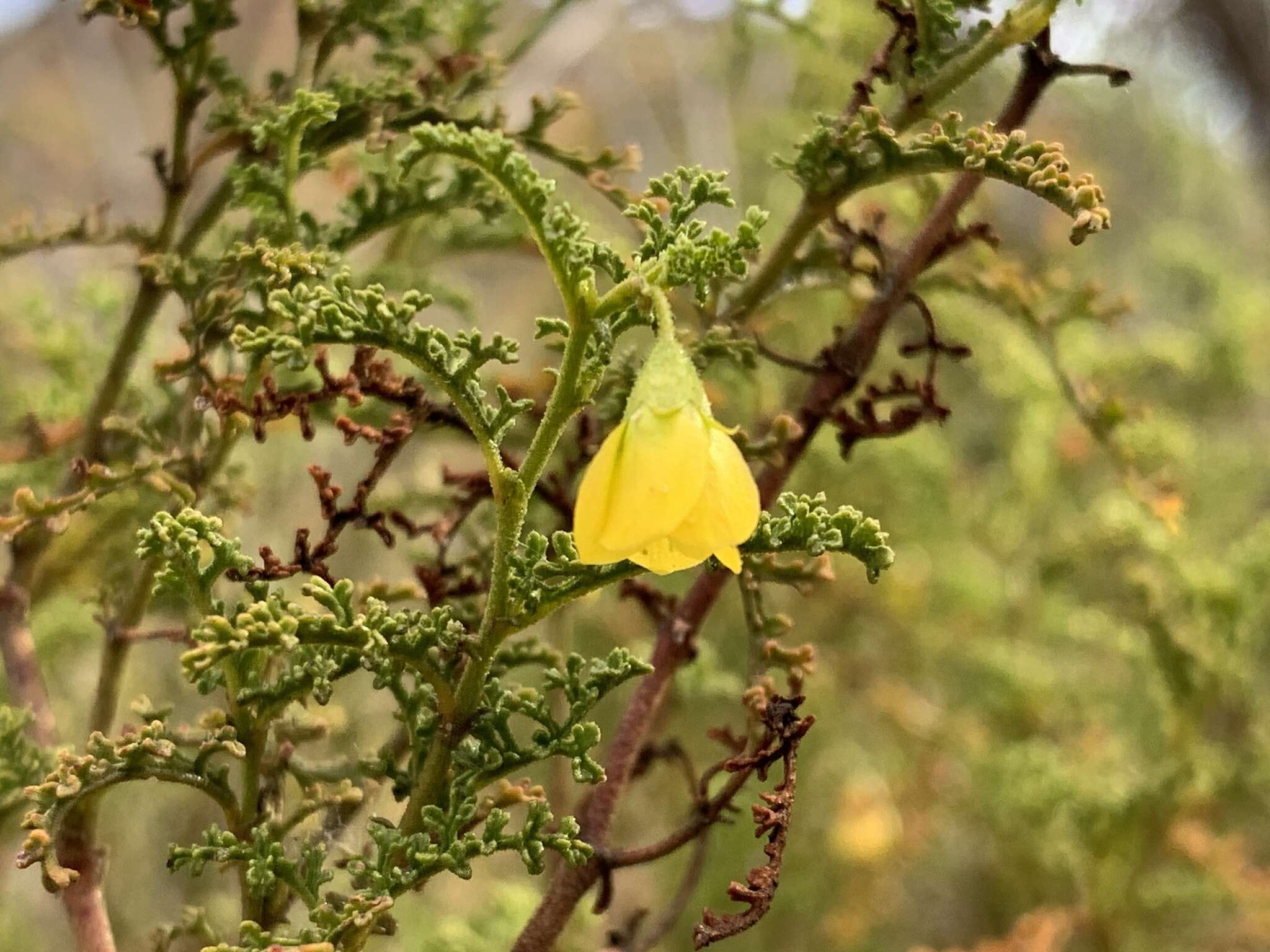 Plancia ëd Hermannia pulchella L. fil.