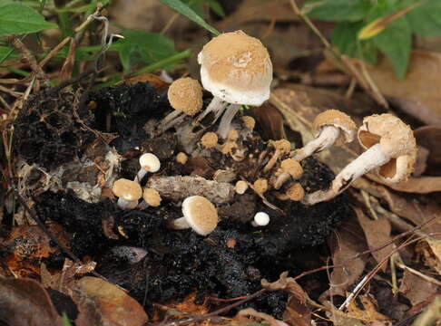 Image of Powdery Piggyback mushroom