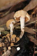 Image of Powdery Piggyback mushroom