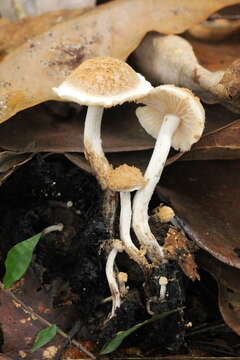 Image of Powdery Piggyback mushroom