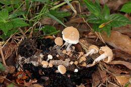 Image of Powdery Piggyback mushroom