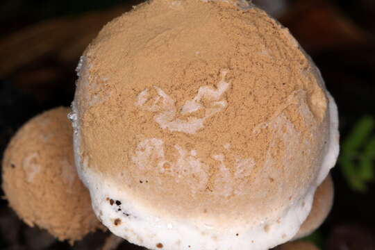 Image of Powdery Piggyback mushroom