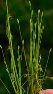 Image of Isolepis pusilla Kunth