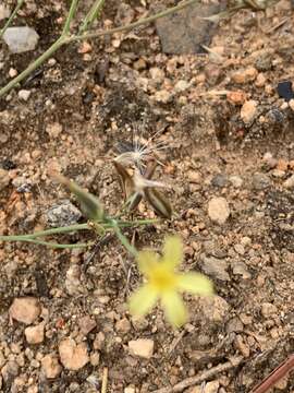 Image of Launaea rarifolia (Oliv. & Hiern) Boulos