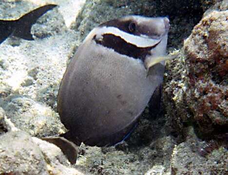 Image of Head-band Surgeonfish