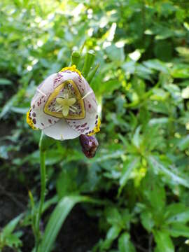 Tigridia meleagris (Lindl.) G. Nicholson的圖片