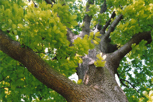 Image of Hungarian Oak