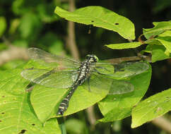 Imagem de <i>Shaogomphus postocularis epophthalmus</i> Selys 1872