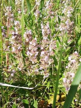 Image of Thymus pulegioides subsp. pannonicus (All.) Kerguélen