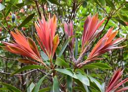 Image of Leucopogon pancheri Brongn. & Gris