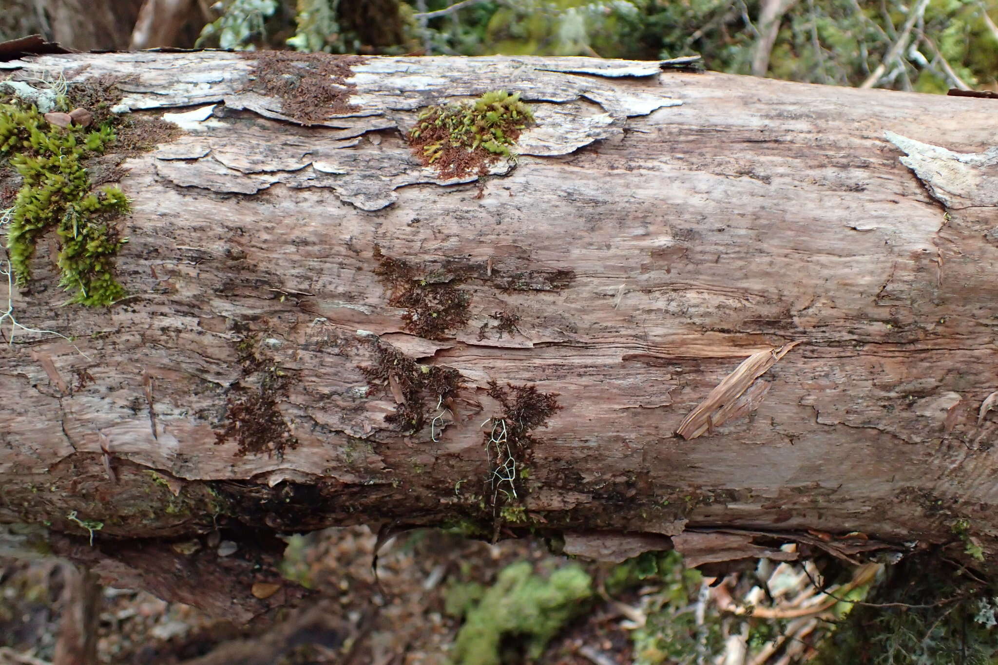 Image of mountain neinei