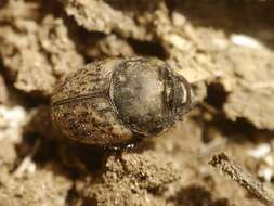 Image of Onthophagus (Palaeonthophagus) vacca (Linnaeus 1767)