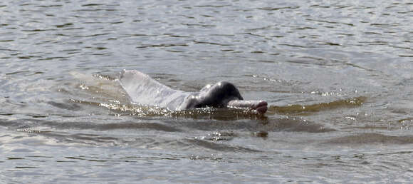 Image of river dolphins