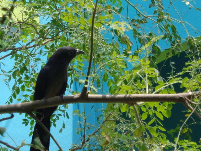 Image of Blue-faced Malkoha