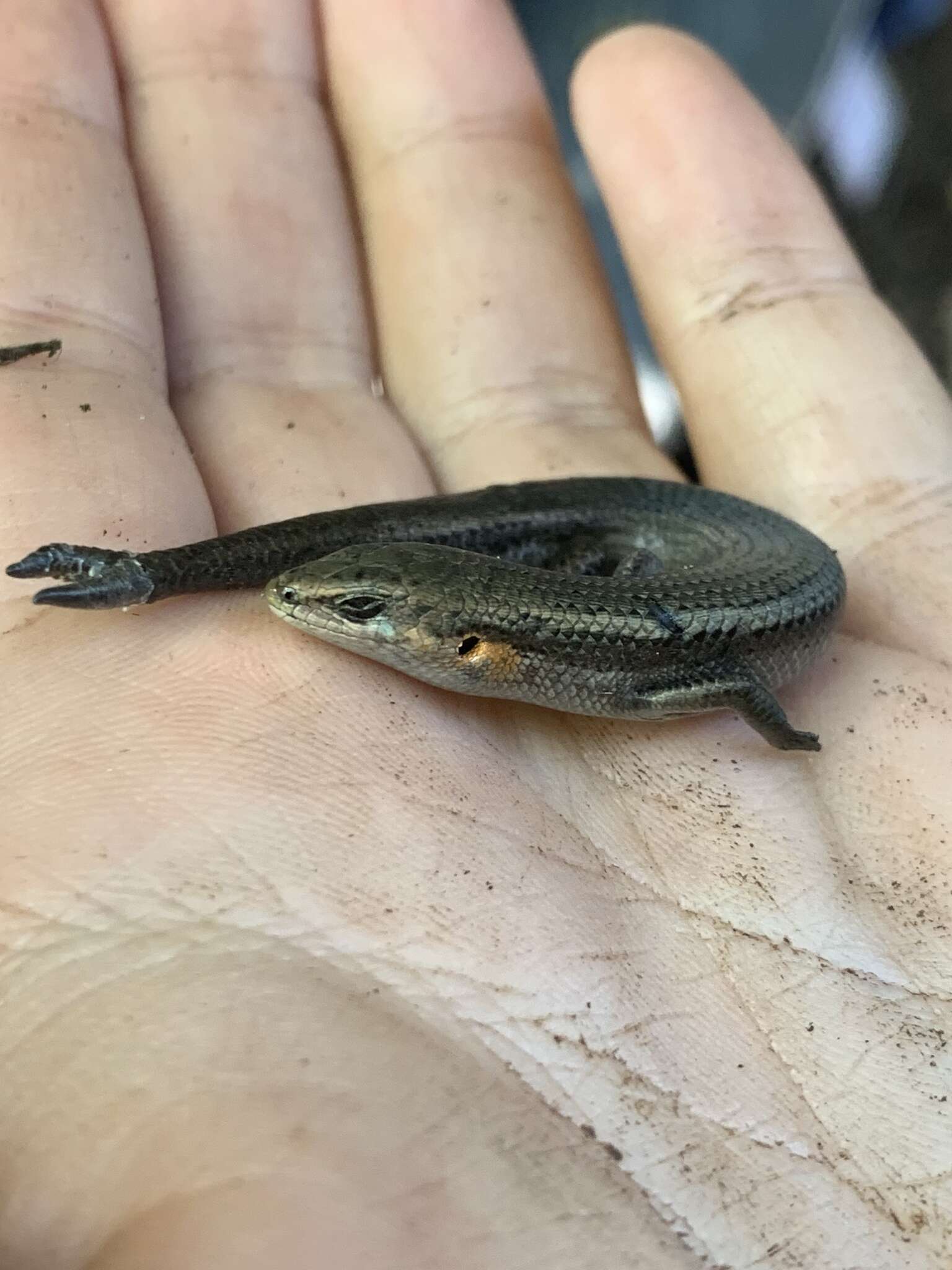 Image of South-western Cool-skink