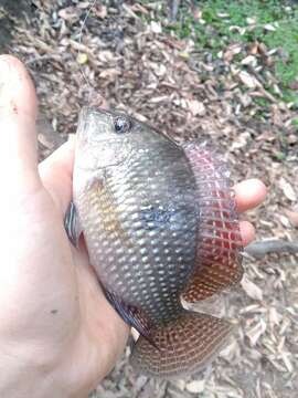 Image of Pearl cichlid