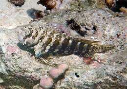 Image of Banded Blenny