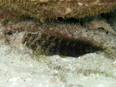 Image of Banded Blenny