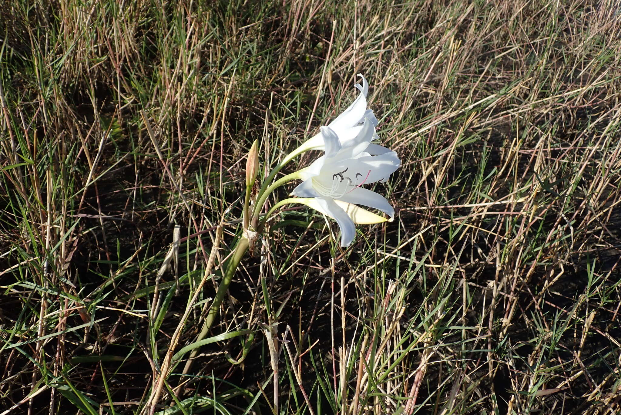 Image de Crinum carolo-schmidtii Dinter