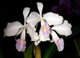 Image of Cattleya schroederae (Rchb. fil.) Sander