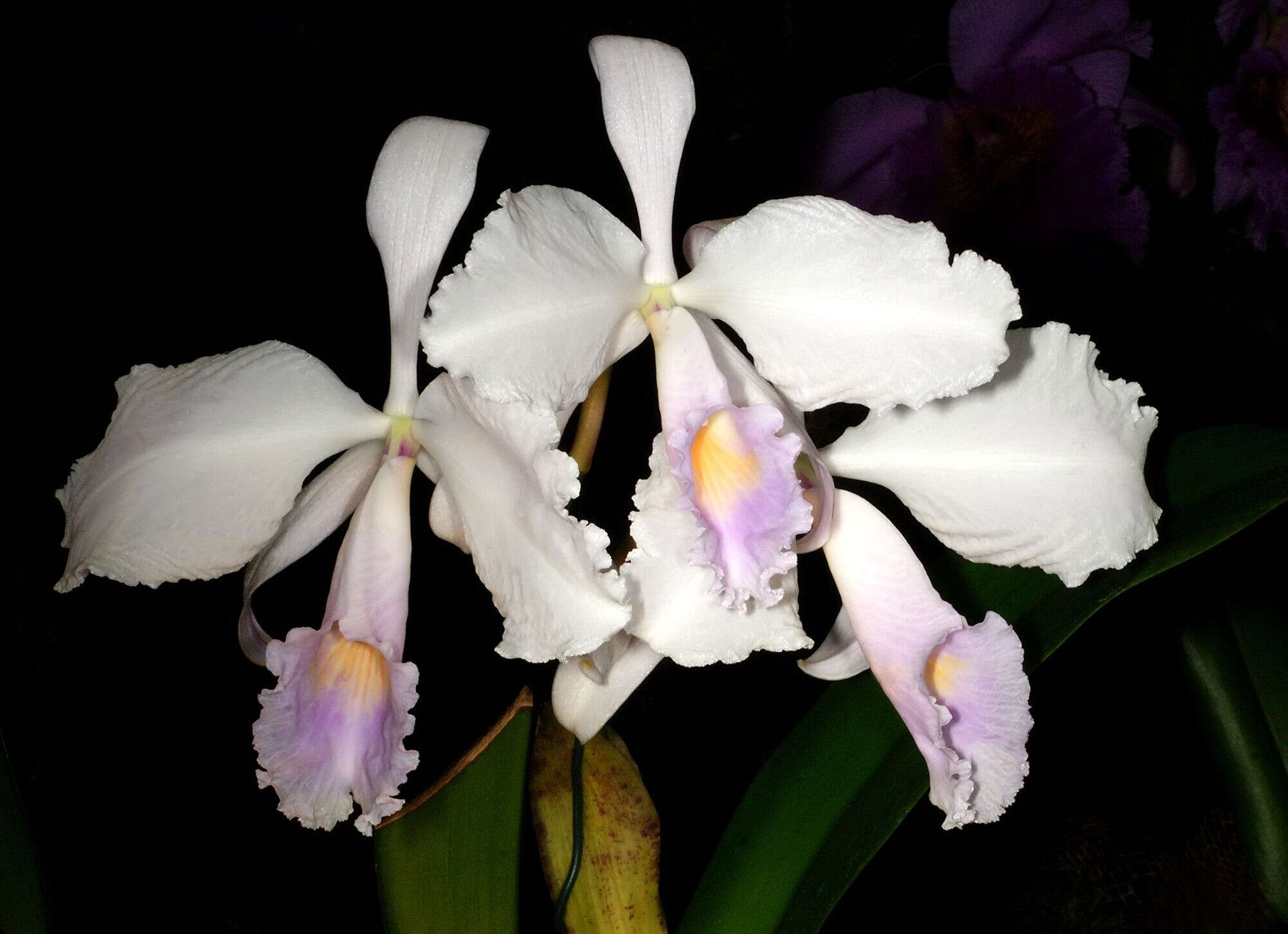 Imagem de Cattleya schroederae (Rchb. fil.) Sander