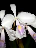 Image of Cattleya schroederae (Rchb. fil.) Sander