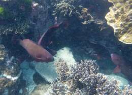 Image of Filament-finned Parrotfish