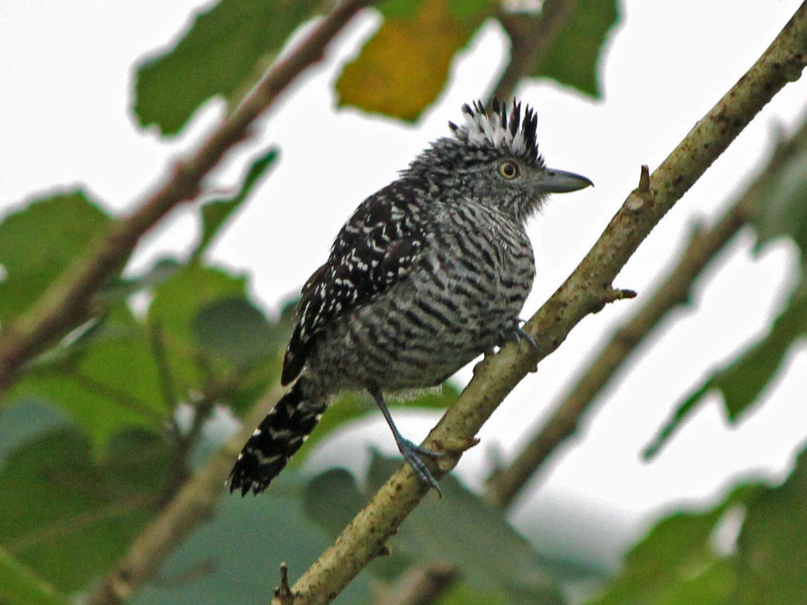 Image of Barred Antshrike