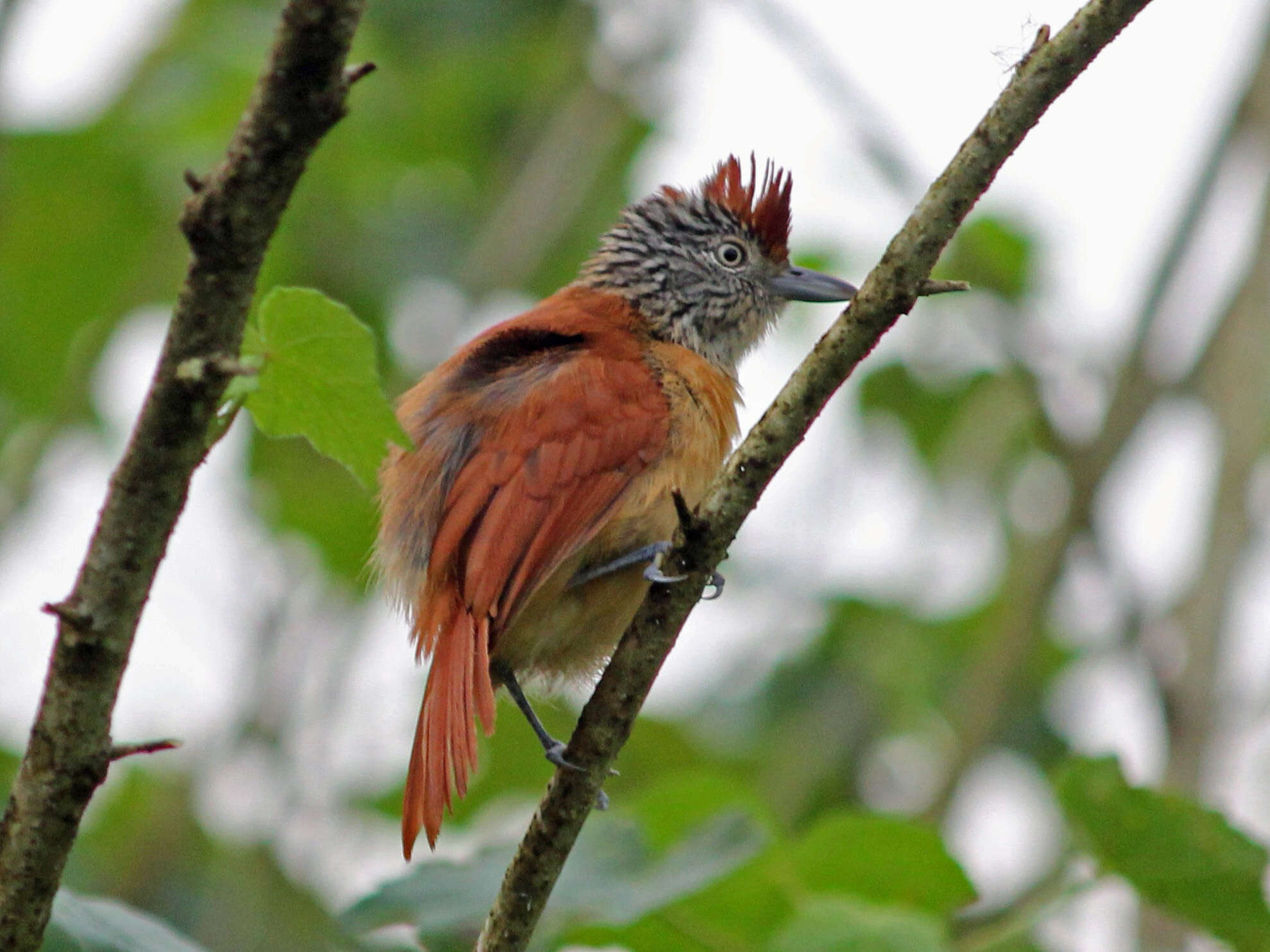 Image of Barred Antshrike