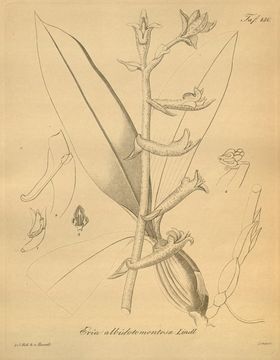 Image of Woolly Orchid