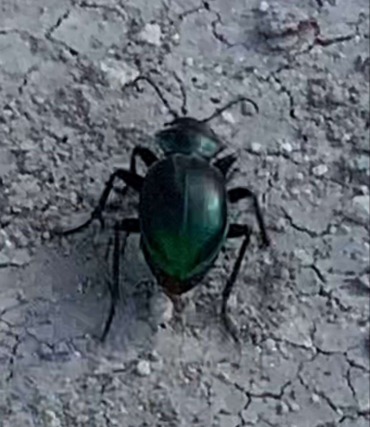 Image of Calosoma (Blaptosoma) atrovirens Chaudoir 1869