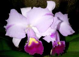 Imagem de Cattleya trianae Linden & Rchb. fil.