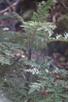 صورة Cyanea shipmanii Rock