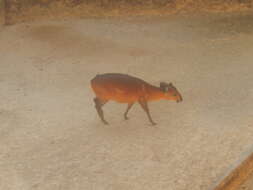 Image of Red-flanked Duiker