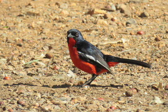 Image of Crimson-breasted Gonolek