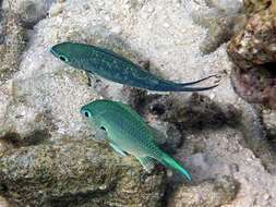 Image of Black-axil chromis