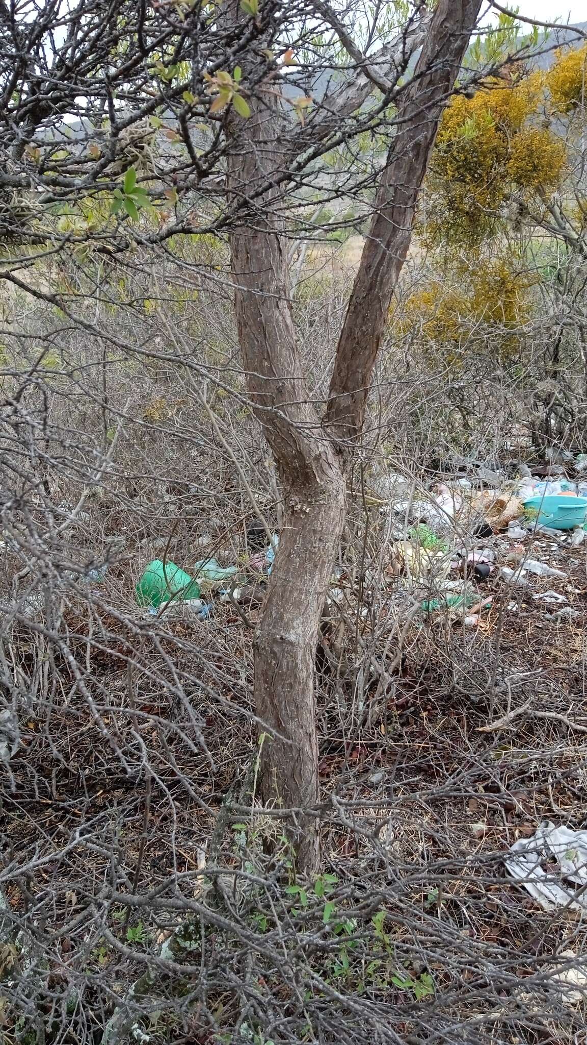 Image of Bursera esparzae Rzed., Calderón & Medina