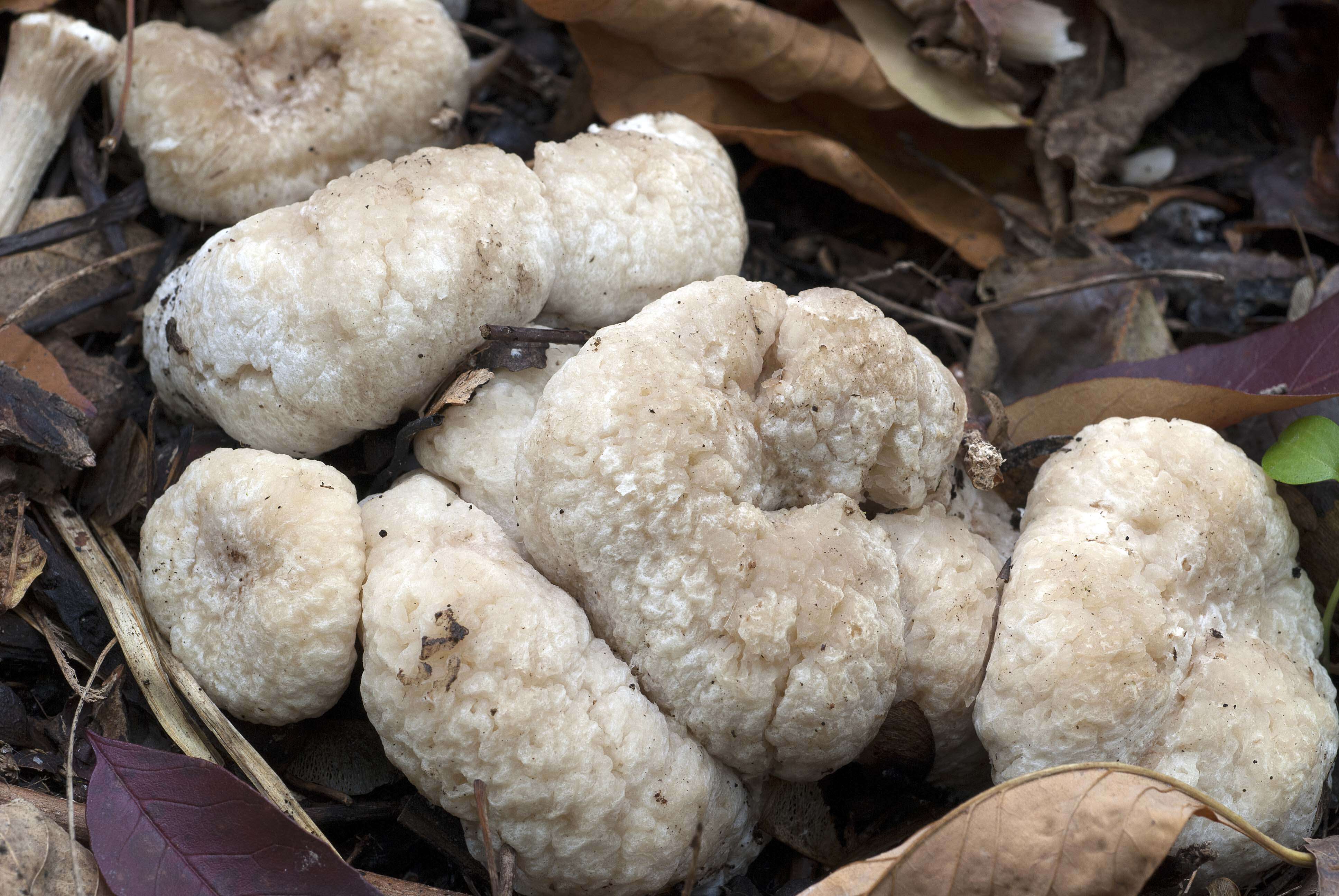 Image of Entoloma abortivum (Berk. & M. A. Curtis) Donk 1949