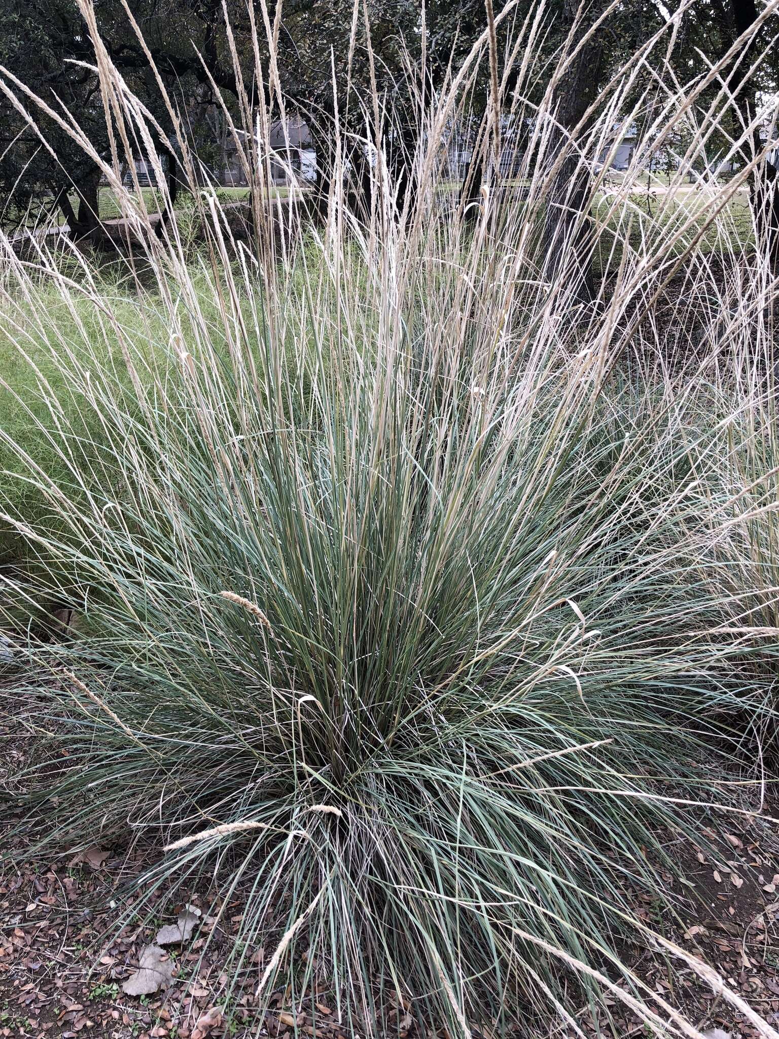 Plancia ëd Muhlenbergia lindheimeri Hitchc.