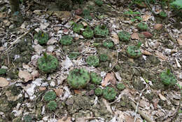 Image of Gymnocalycium anisitsii (K. Schum.) Britton & Rose