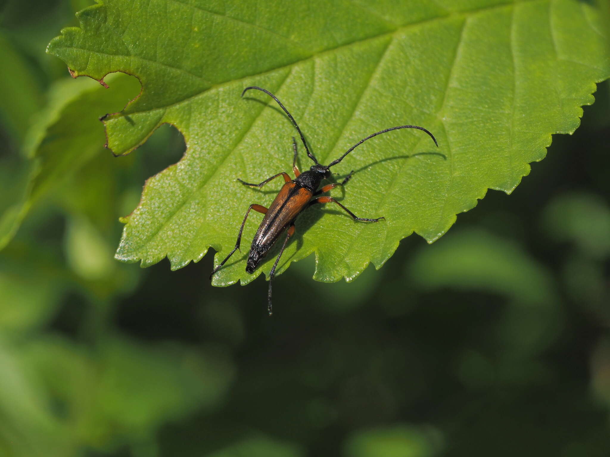 Image de Stenurella (Stenulleroides) jaegeri (Hummel 1825)