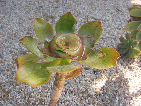 Image of saucer-plant