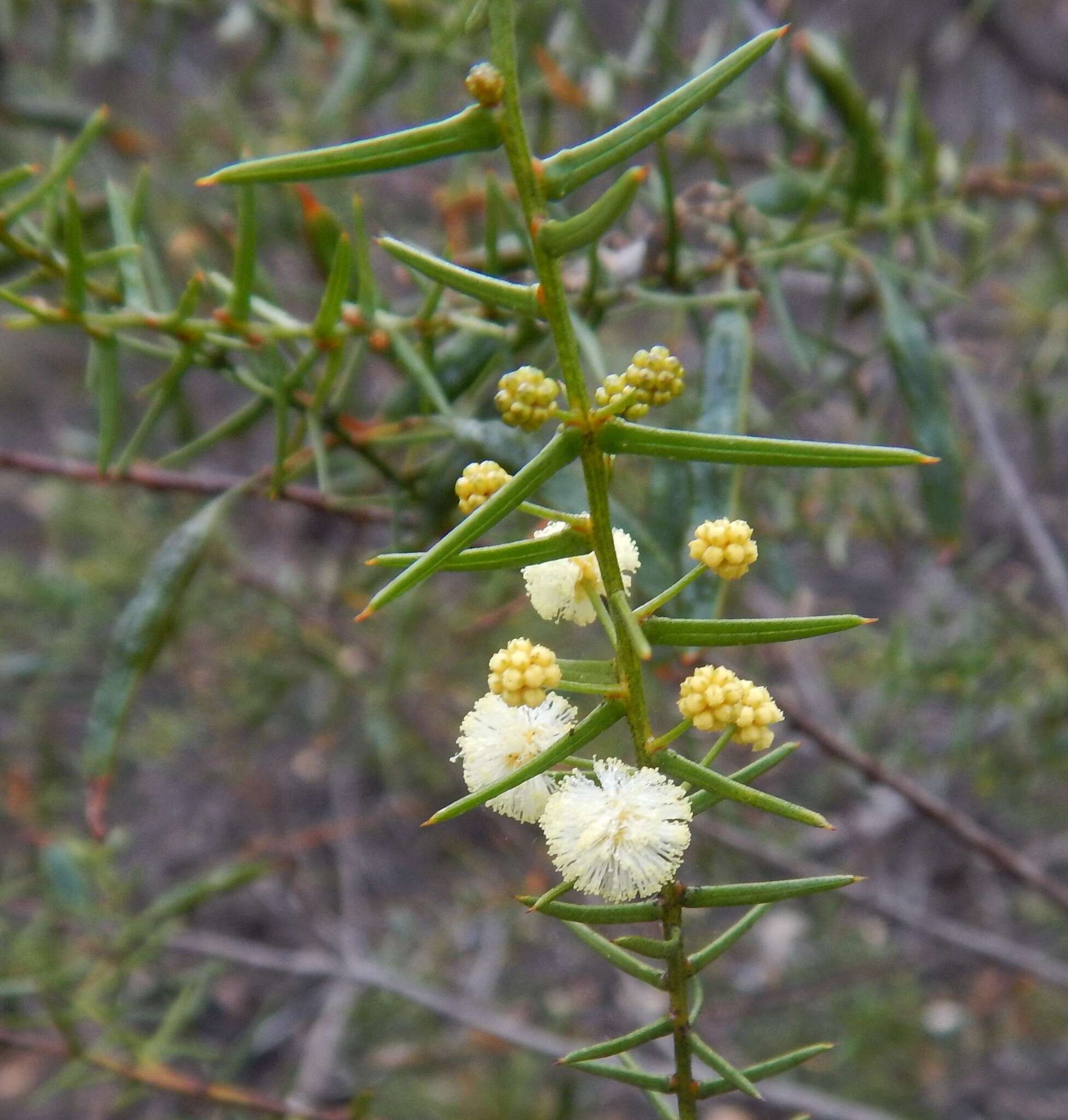 Imagem de Acacia rupicola F. Muell. ex Benth.