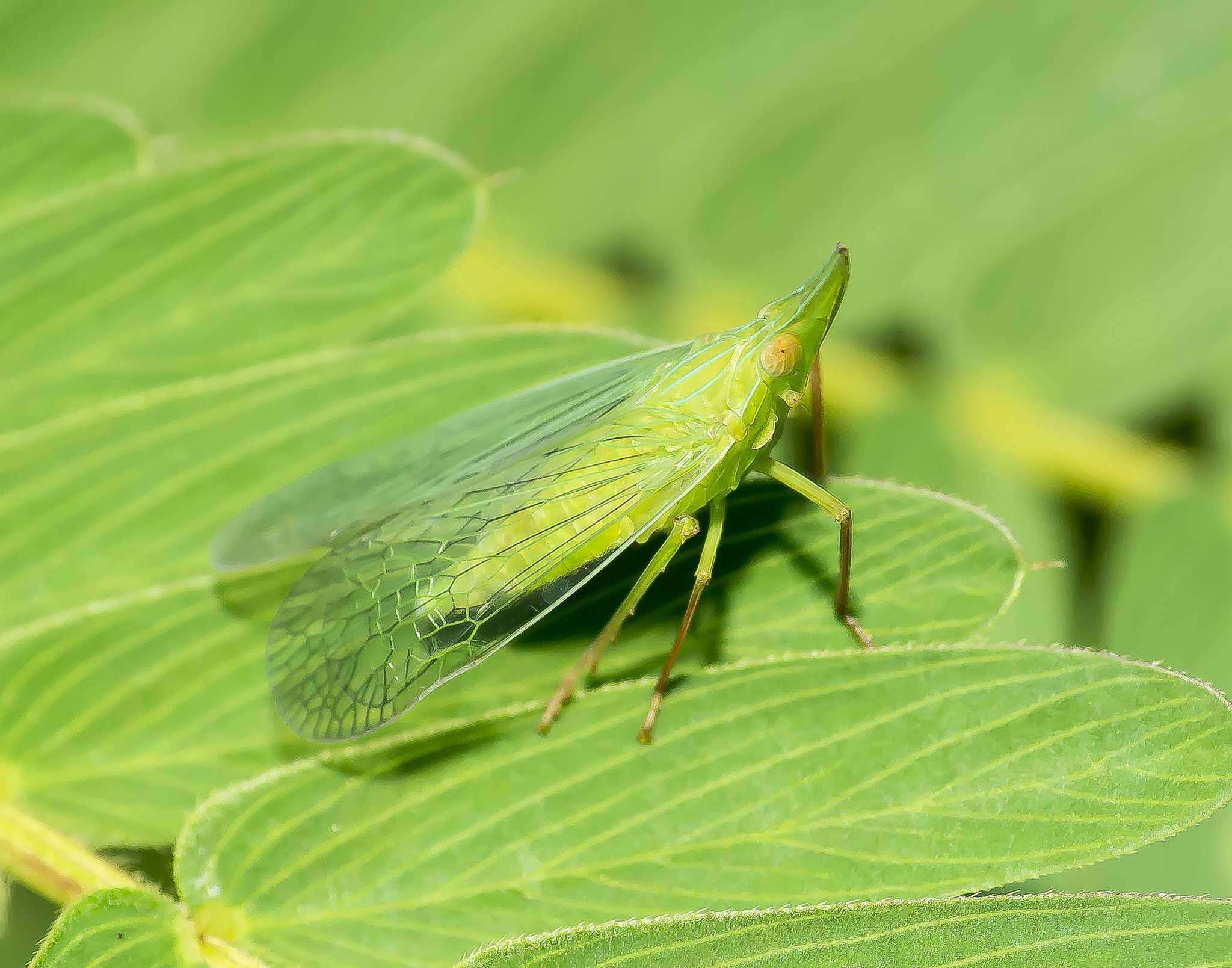 Image of Rhynchomitra microrhina (Walker 1851)