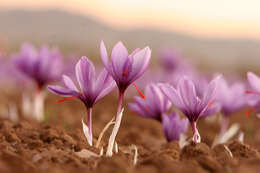 Image of autumn crocus