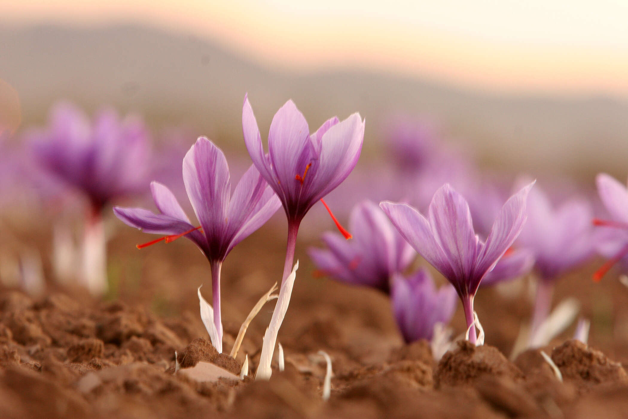 Image of autumn crocus