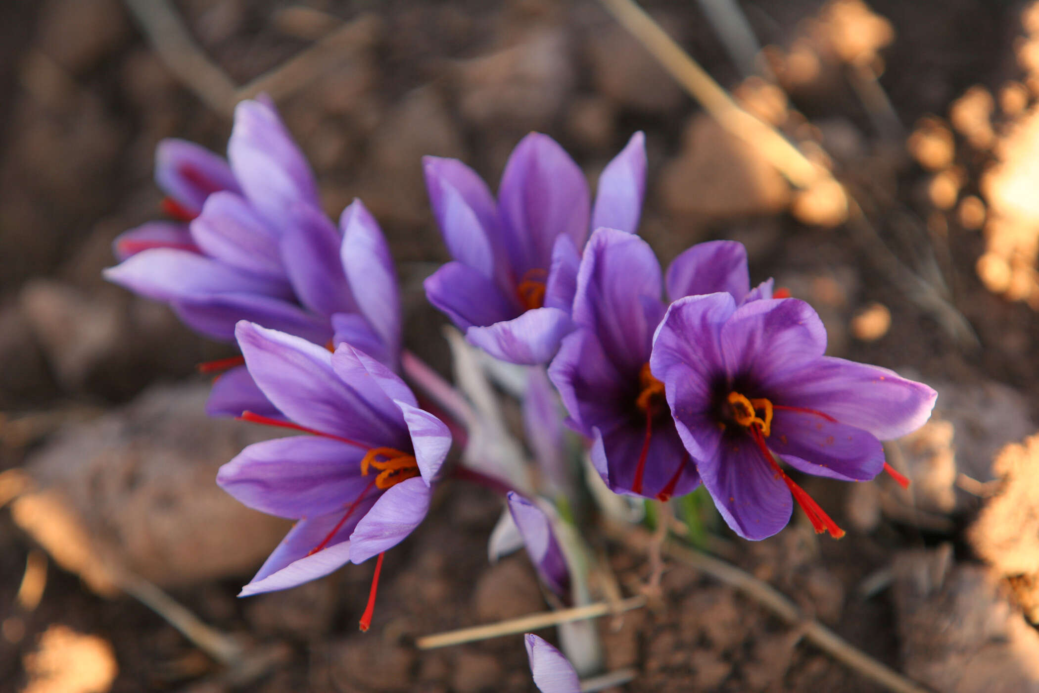 Image of autumn crocus