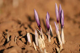 Image of autumn crocus