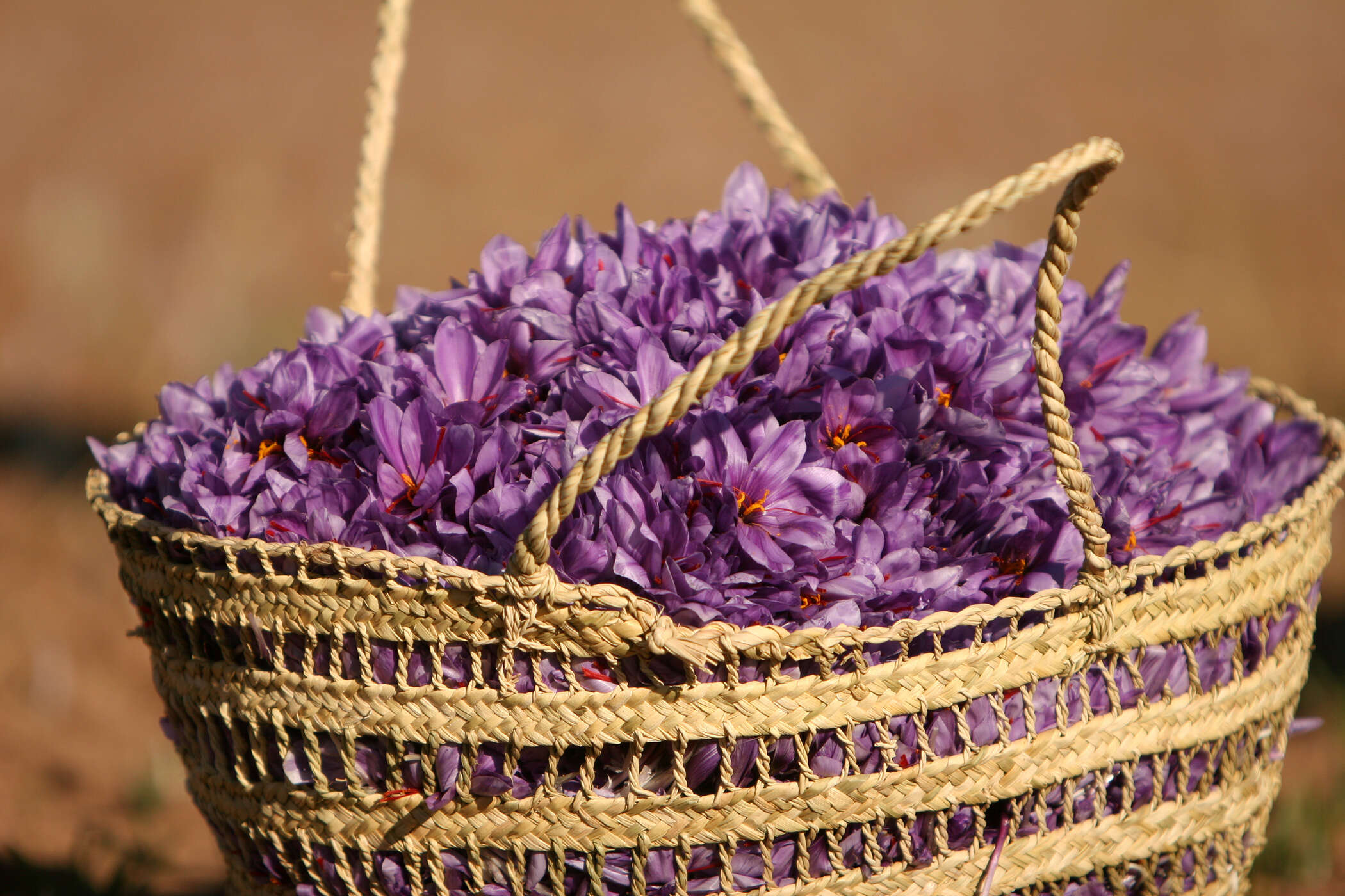 Image of autumn crocus