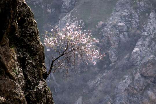 Plancia ëd Prunus bucharica (Korsh.) B. Fedtsch.